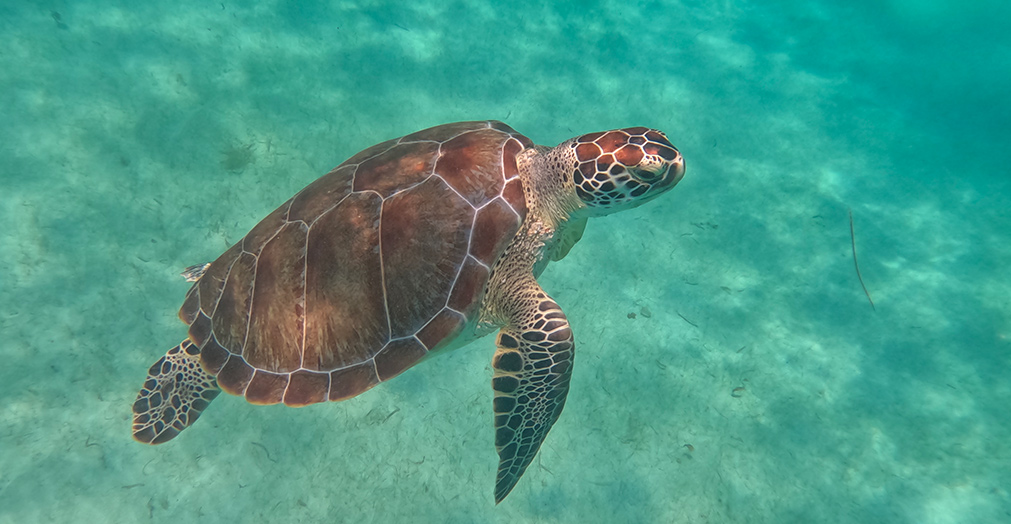 turtle